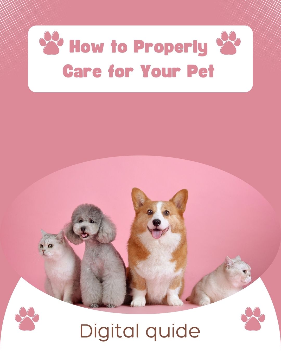 How to properly care for your Pet